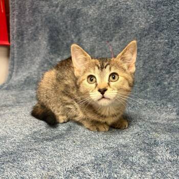 Rue -  Domestic Short Hair Cat for Adoption in Waterloo, Iowa - Rue | PetCurious