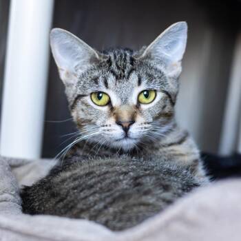 Isabelle (bonded with Julian) -  Domestic Short Hair Cat for Adoption in Wilmington, Delaware - Isabelle (bonded With Julian) | PetCurious