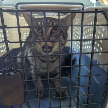 Rescue Domestic Short Hair Cats for Adoption in New York, New York - LWNY-Stray-13835 | PetCurious