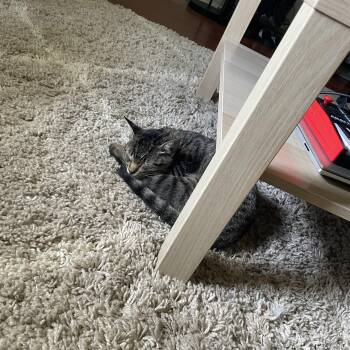 Rescue Domestic Short Hair Cats for Adoption in Pottsboro, Texas - Mr. Pancake | PetCurious