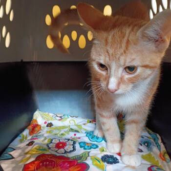 Splendid -  Domestic Short Hair Cat for Adoption in Lynchburg, Virginia - Splendid | PetCurious