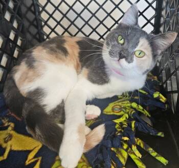 Rescue Domestic Short Hair Cats for Adoption in Fremont, Ohio - Ruby | PetCurious