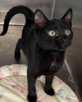 KELSIE -  American Shorthair Cat for Adoption in Massapequa, New York - KELSIE | PetCurious