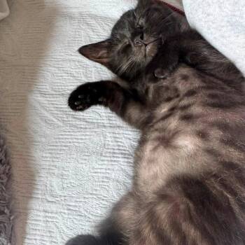 Rhumba -  Domestic Short Hair Cat for Adoption in Fredericksburg, Virginia - Rhumba | PetCurious