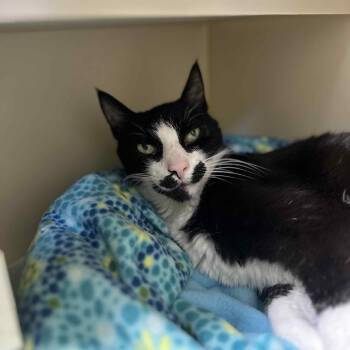 Rescue Tuxedo Cats for Adoption in Myerstown, Pennsylvania - Stache | PetCurious