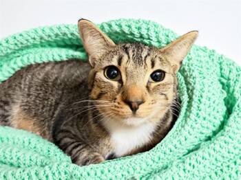 ASTRID -  Domestic Short Hair Cat for Adoption in Fort Lauderdale, Florida - ASTRID | PetCurious