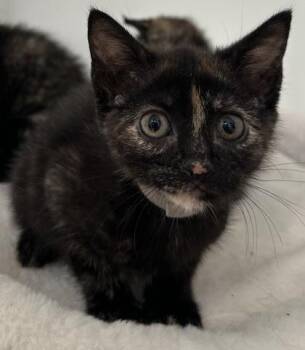 Tai -  Domestic Short Hair Cat for Adoption in Lawrenceville, Georgia - Tai | PetCurious