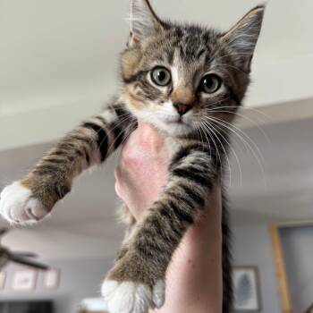 Rescue Domestic Medium Hair Cats for Adoption in Rochester, Minnesota - Melody | PetCurious