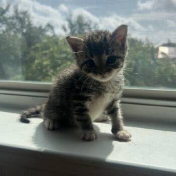 BUBBLES -  Domestic Short Hair Cat for Adoption in San Antonio, Texas - BUBBLES | PetCurious