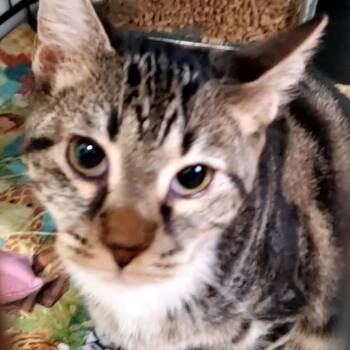 Roy -  Domestic Short Hair Cat for Adoption in Cumming, Georgia - Roy | PetCurious