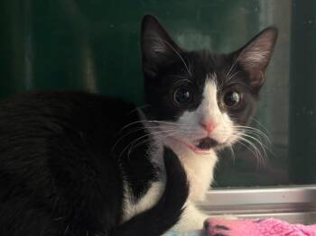 Pam Beesly -  Domestic Short Hair Cat Available for Adoption in Powell, Ohio - Pam Beesly | PetCurious
