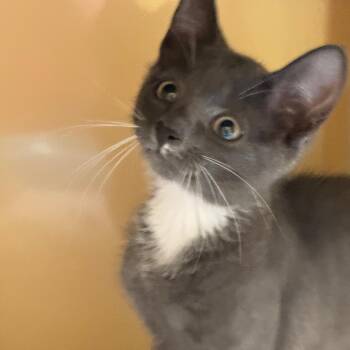 Eddie -  Domestic Short Hair Cat for Adoption in East Hanover, New Jersey - Eddie | PetCurious