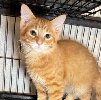 Dean -  Domestic Medium Hair Cat Available for Adoption in Saginaw, Michigan - Dean | PetCurious