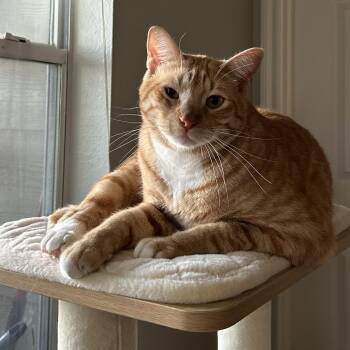 Sonny -  Domestic Short Hair Cat for Adoption in Liverpool, Texas - Sonny | PetCurious