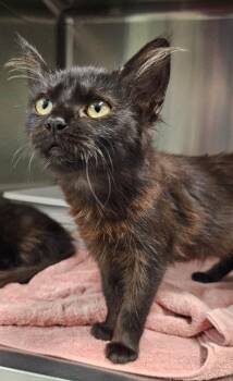 Eve -  Domestic Short Hair Cat for Adoption in Athens, Tennessee - Eve | PetCurious