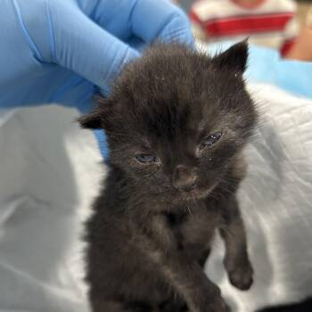 Domestic Short Hair Cats Available for Adoption in Newark, New Jersey - Eponine | PetCurious