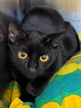 Domestic Short Hair Cats Available for Adoption in Pomona, New York - Gremlin | PetCurious