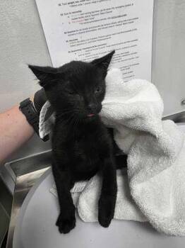 Roblox -  Domestic Short Hair Cat for Adoption in Sevierville, Tennessee - Roblox | PetCurious