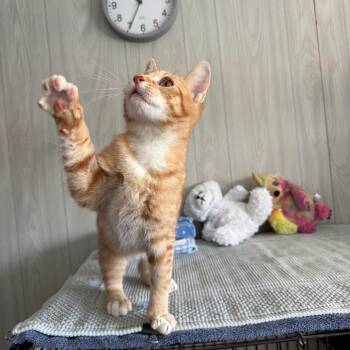 Linus -  Domestic Short Hair Cat for Adoption in Casa Grande, Arizona - Linus | PetCurious