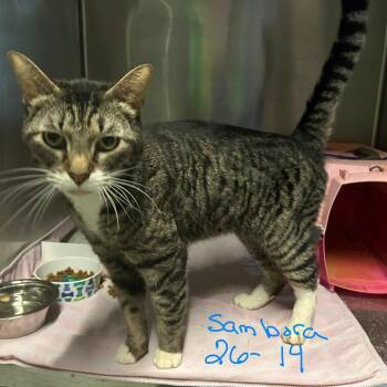 Sambora -  Domestic Medium Hair Cat for Adoption in Prosper, Texas - Sambora | PetCurious