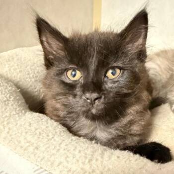 Domestic Long Hair Cats Available for Adoption in Stillwater, Oklahoma - Carlo | PetCurious
