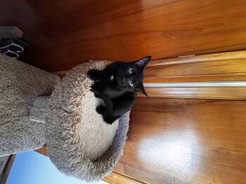 Rescue Domestic Short Hair Cats for Adoption in Cleveland, Ohio - Belle | PetCurious