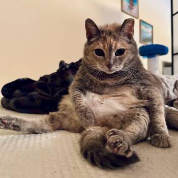 Domestic Short Hair and Mixed Breed Cats Available for Adoption in Indianapolis, Indiana - Zora | PetCurious
