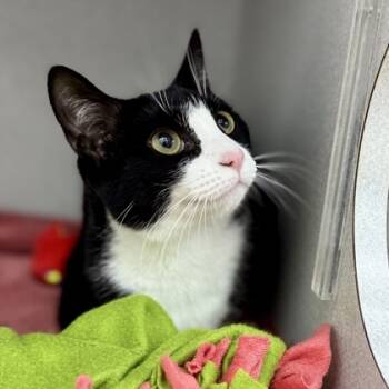 Rescue Domestic Short Hair Cats for Adoption in Atlanta, Georgia - Bo | PetCurious