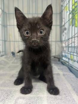 Night -  Domestic Short Hair Cat for Adoption in Gainesville, Florida - Night | PetCurious