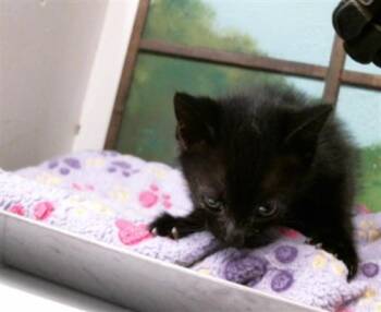 HERBERT -  Domestic Short Hair Cat for Adoption in Houston, Texas - HERBERT | PetCurious