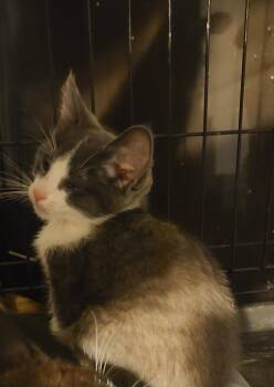 Domestic Short Hair Cats Available for Adoption - Nevin | PetCurious