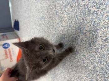 Rescue Domestic Medium Hair Cats for Adoption in Stafford, Virginia - Scarlett | PetCurious