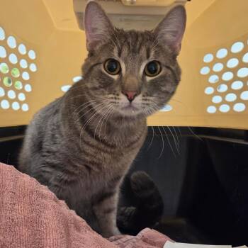 Domestic Medium Hair Cats Available for Adoption - Dash | PetCurious