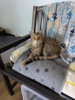 Luther -  Tabby and Bengal Cat for Adoption in Ocala, Florida - Luther | PetCurious
