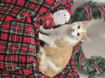 Rescue Tabby Cats for Adoption in Bluffton, Indiana - Pumpkin | PetCurious