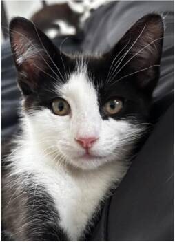 Moth Man -  Domestic Short Hair Cat for Adoption in Beacon, New York - Moth Man | PetCurious