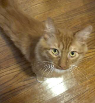 Rescue Domestic Medium Hair Cats for Adoption in Pittsburgh, Pennsylvania - Fozzie | PetCurious