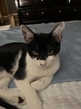 Willow -  Tuxedo Cat for Adoption in Mesa, Arizona - Willow | PetCurious