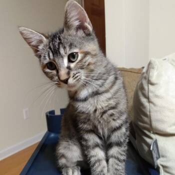 Stock Pot -  American Shorthair Cat for Adoption in Carencro, Louisiana - Stock Pot | PetCurious