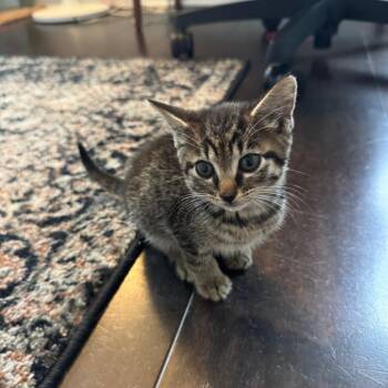 Toe Bean -  Domestic Short Hair Cat for Adoption in Philadelphia, Pennsylvania - Toe Bean | PetCurious
