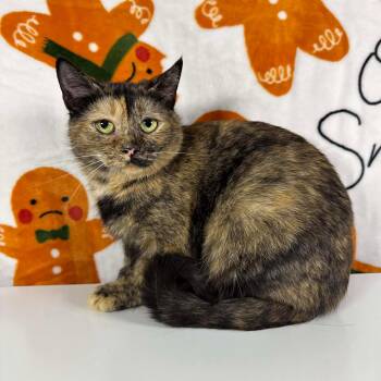 Rescue Tortoiseshell and Domestic Short Hair Cats for Adoption in Greensburg, Pennsylvania - Bonnie | PetCurious