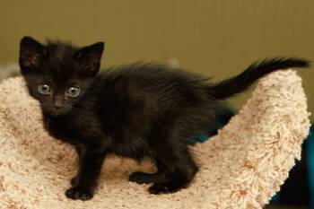 Rescue Domestic Short Hair Cats for Adoption in Boerne, Texas - Press Your Luck | PetCurious