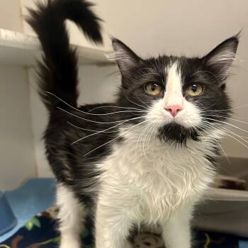 Domestic Long Hair Cats Available for Adoption - Tracy | PetCurious
