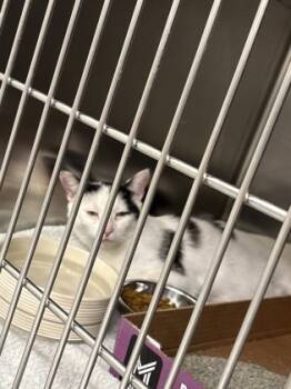 Rescue Domestic Short Hair Cats for Adoption in Batavia, Ohio - Raven | PetCurious