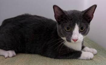 Smokey -  Domestic Short Hair Cat for Adoption in Park Row, Texas - Smokey | PetCurious
