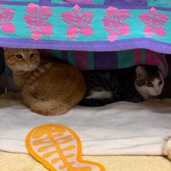 Buggy -  Domestic Short Hair Cat for Adoption in Buffalo, New York - Buggy | PetCurious