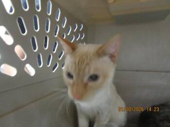 Leo(628) -  Domestic Short Hair Cat for Adoption in Marietta, Georgia - Leo(628) | PetCurious