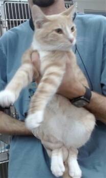 PESTO -  Domestic Medium Hair Cat for Adoption in Salinas, California - PESTO | PetCurious