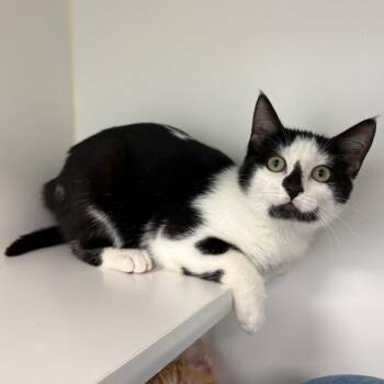 Jello -  Domestic Short Hair Cat for Adoption in Clavet, Saskatchewan - Jello | PetCurious