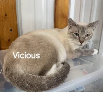Vicious -  Siamese Cat for Adoption in Lee
